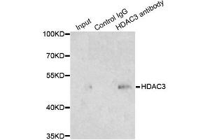 Immunoprecipitation analysis of 200 μg extracts of 293T cells using 1 μg HDAC3 antibody (ABIN5971166). (HDAC3 抗体)