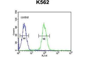 AKR1C3 Antibody (N-term) flow cytometric analysis of K562 cells (right histogram) compared to a negative control cell (left histogram). (AKR1C3 抗体  (N-Term))