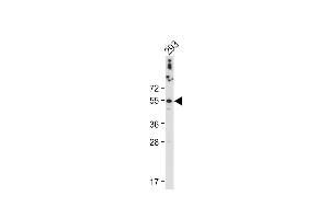Anti-CTSA Antibody (N-term) at 1:2000 dilution + 293 whole cell lysate Lysates/proteins at 20 μg per lane. (CTSA 抗体  (N-Term))