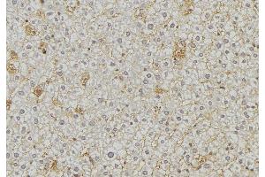 ABIN6274865 at 1/100 staining Mouse liver tissue by IHC-P. (Arylsulfatase A 抗体  (Internal Region))