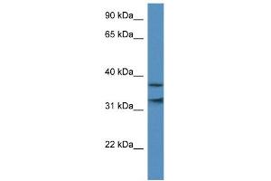 WB Suggested Anti-MORF4L1 Antibody Titration:  0. (MORF4L1 抗体  (N-Term))