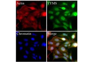Immunofluorescence (IF) image for anti-Thymidylate Synthetase (TYMS) (AA 1-313), (N-Term) antibody (ABIN452662) (TYMS 抗体  (N-Term))