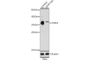 Western blot analysis of extracts from normal (control) and DDIT4 knockout (KO) HeLa cells, using DDIT4 antibody (ABIN6130875, ABIN6139466, ABIN6139468 and ABIN7101822) at 1:1000 dilution. (DDIT4 抗体  (AA 1-232))