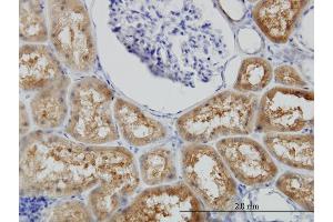 Immunoperoxidase of monoclonal antibody to BBOX1 on formalin-fixed paraffin-embedded human kidney. (BBOX1 抗体  (AA 278-387))