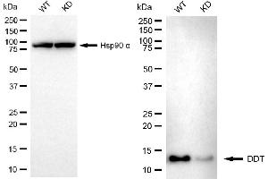 Western blotting analysis using DDT antibody (ABIN7798270).