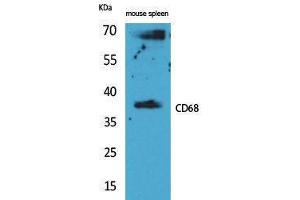 Western Blotting (WB) image for anti-CD68 Molecule (CD68) (Internal Region) antibody (ABIN3187745) (CD68 抗体  (Internal Region))
