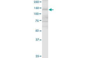 APAF1 MaxPab rabbit polyclonal antibody. (APAF1 抗体  (AA 1-1205))