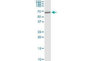 Immunoprecipitation of FANCC transfected lysate using anti-FANCC MaxPab rabbit polyclonal antibody and Protein A Magnetic Bead , and immunoblotted with FANCC purified MaxPab mouse polyclonal antibody (B01P) . (FANCC 抗体  (AA 1-558))