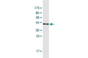 Western Blot detection against Immunogen (35.