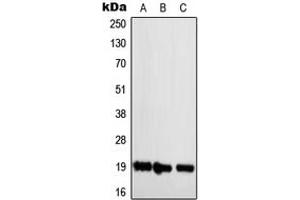 Western blot analysis of NBL1 expression in Jurkat (A), Raw264. (NBL1 抗体  (C-Term))