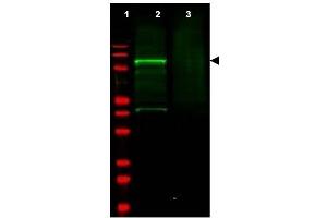 Image no. 1 for anti-Golgi-Associated, gamma Adaptin Ear Containing, ARF Binding Protein 3 (GGA3) (AA 400-415) antibody (ABIN401317) (GGA3 抗体  (AA 400-415))