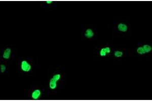 Anti-PPARA mouse monoclonal antibody (ABIN2455023) immunofluorescent staining of COS7 cells transiently transfected by pCMV6-ENTRY PPARA (RC216176). (PPARA 抗体  (AA 145-420))