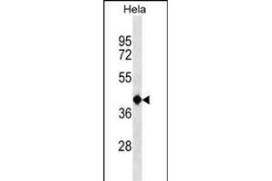 TSEN2 Antibody (N-term) (ABIN1539097 and ABIN2838137) western blot analysis in Hela cell line lysates (35 μg/lane). (TSEN2 抗体  (N-Term))