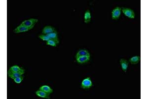 Immunofluorescent analysis of HepG2 cells using ABIN7142614 at dilution of 1:100 and Alexa Fluor 488-congugated AffiniPure Goat Anti-Rabbit IgG(H+L) (Serotonin Receptor 1A 抗体  (AA 230-334))