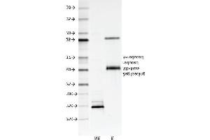 SDS-PAGE Analysis Purified CD147 Mouse Monoclonal Antibody (8D6).
