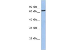 Western Blotting (WB) image for anti-Nuclear Factor (erythroid-Derived 2)-Like 1 (NFE2L1) antibody (ABIN2463963) (NFE2L1 抗体)