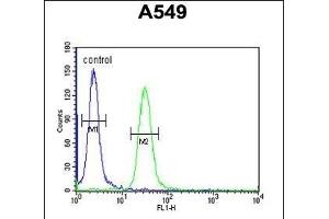 BUB1A Antibody (N-term) (ABIN651630 and ABIN2840336) flow cytometric analysis of A549 cells (right histogram) compared to a negative control cell (left histogram). (BUB1 抗体  (N-Term))