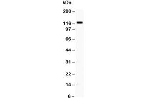 Western blot testing of TLR8 antibody at 0. (TLR8 抗体  (C-Term))