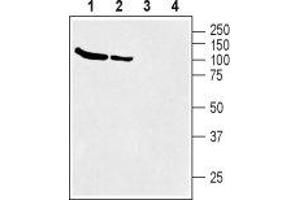 Western Blotting (WB) image for anti-Solute Carrier Family 6 (Neurotransmitter Transporter, Betaine/GABA), Member 12 (SLC6A12) (AA 22-35), (Intracellular) antibody (ABIN7043738)