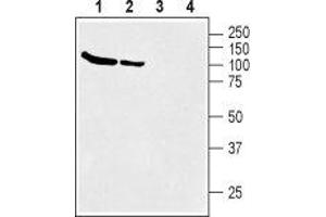 Western blot analysis of rat (lanes 1 and 3) and mouse (lanes 2 and 4) brain membranes: - 1,2. (SLC6A12 抗体  (Intracellular, N-Term))
