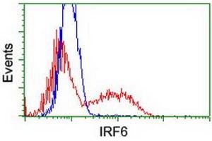 Image no. 2 for anti-Interferon Regulatory Factor 6 (IRF6) antibody (ABIN1498900) (IRF6 抗体)