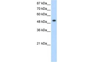 Western Blotting (WB) image for anti-Small Nuclear Ribonucleoprotein 70kDa (U1) (SNRNP70) antibody (ABIN2462076) (SNRNP70 抗体)