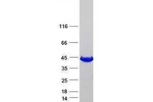 Western Blotting (WB) image for Guanosine Monophosphate Reductase 2 (GMPR2) (Transcript Variant 2) protein (Myc-DYKDDDDK Tag) (ABIN2722088)