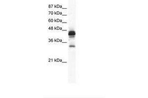 Image no. 1 for anti-Gap Junction Protein, gamma 3, 30.2kDa (GJc3) (C-Term) antibody (ABIN202149) (GJC3 抗体  (C-Term))