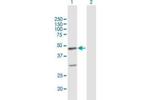 Western Blot analysis of FAIM3 expression in transfected 293T cell line by FAIM3 MaxPab polyclonal antibody. (FAIM3 抗体  (AA 1-390))