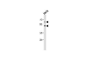 Western blot analysis of lysate from Hela cell line, using FUT8 Antibody (Center) (ABIN2802043 and ABIN2844707). (FUT8 抗体  (AA 329-357))