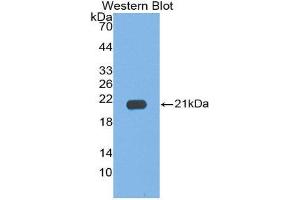 Western Blotting (WB) image for anti-Interleukin 17C (IL17C) (AA 7-159) antibody (ABIN1859357) (IL17C 抗体  (AA 7-159))