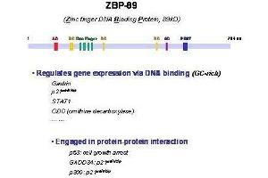 Image no. 3 for anti-Zinc Finger Protein 148 (ZNF148) antibody (ABIN964672) (ZNF148 抗体)