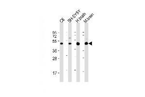 All lanes : Anti-SLC2A3 Antibody (C-Term) at 1:2000 dilution Lane 1: C6 whole cell lysate Lane 2: SH-SY5Y whole cell lysate Lane 3: human brain lysate Lane 4: mouse brain lysate Lysates/proteins at 20 μg per lane. (SLC2A3 抗体  (AA 432-463))