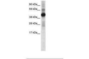Image no. 1 for anti-cAMP Responsive Element Binding Protein 1 (CREB1) (N-Term) antibody (ABIN6736072) (CREB1 抗体  (N-Term))