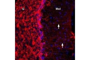 Immunohistochemistry (IHC) image for anti-Gap Junction Protein, alpha 1, 43kDa (GJA1) (AA 331-345), (Intracellular) antibody (ABIN7043198)