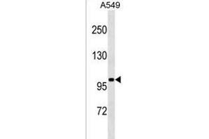 SLN13 Antibody (C-term) (ABIN1537514 and ABIN2849667) western blot analysis in A549 cell line lysates (35 μg/lane). (SLN13 抗体  (C-Term))