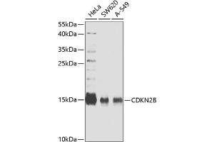 Western blot analysis of extracts of various cell lines, using CDKN2B antibody (ABIN6130218, ABIN6138346, ABIN6138347 and ABIN6221340) at 1:827 dilution. (CDKN2B 抗体  (AA 1-138))