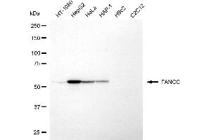 Western blotting analysis using FANCC antibody (ABIN7798565). (FANCC 抗体)