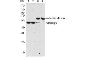 Western Blotting (WB) image for Mouse anti-Human IgG antibody (ABIN1107689)