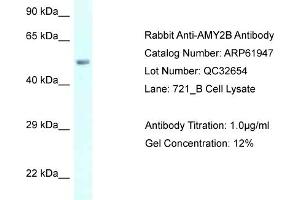 Western Blotting (WB) image for anti-Amylase, alpha 2B (Pancreatic) (AMY2B) (C-Term) antibody (ABIN2788958) (AMY2B 抗体  (C-Term))