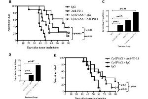 Combination therapy with Cy/GVAX and PD-1 or PD-L1 blockade improves clinical outcomes in a PDA mouse model. (仓鼠 IgG 同型对照)