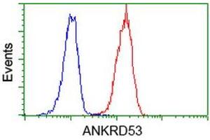 Image no. 4 for anti-Ankyrin Repeat Domain 53 (ANKRD53) (AA 1-300) antibody (ABIN1490720) (ANKRD53 抗体  (AA 1-300))
