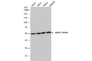 WB Image alpha Tubulin antibody detects alpha Tubulin protein by western blot analysis. (alpha Tubulin 抗体)