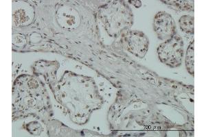 Immunoperoxidase of monoclonal antibody to ZNF345 on formalin-fixed paraffin-embedded human placenta. (ZNF345 抗体  (AA 1-111))