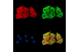 ABIN7096070 and ABIN7100132 staining Hela cells by IF/ICC.