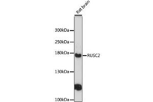 Western blot analysis of extracts of rat brain, using RUSC2 antibody (ABIN6292832) at 1:3000 dilution. (RUSC2 抗体)