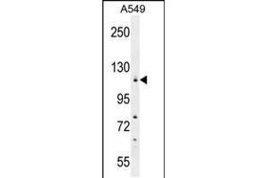 Western blot analysis in A549 cell line lysates (35ug/lane). (WDR52 抗体  (C-Term))