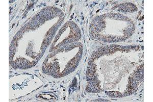 Image no. 1 for anti-Mitochondrial Ribosomal Protein S27 (MRPS27) (AA 151-414) antibody (ABIN1490969) (MRPS27 抗体  (AA 151-414))