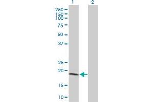 Western Blot analysis of NME1 expression in transfected 293T cell line by NME1 MaxPab polyclonal antibody. (NME1 抗体  (AA 1-177))