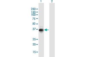 Western Blot analysis of ZNF391 expression in transfected 293T cell line by ZNF391 MaxPab polyclonal antibody. (ZNF391 抗体  (AA 1-358))